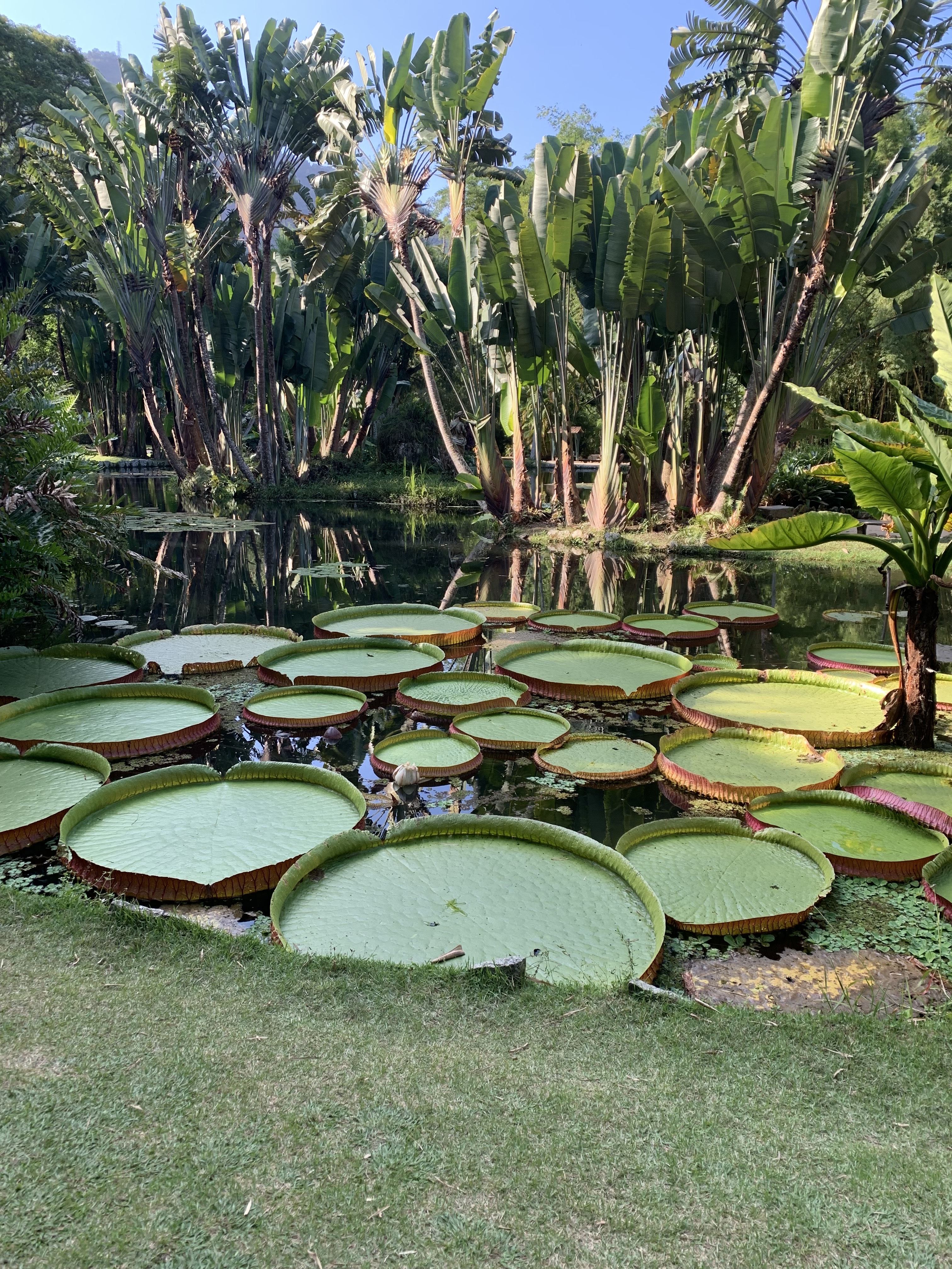 A pond filled with massive lilypads at the Jardim Botânico do Rio de Janeiro.