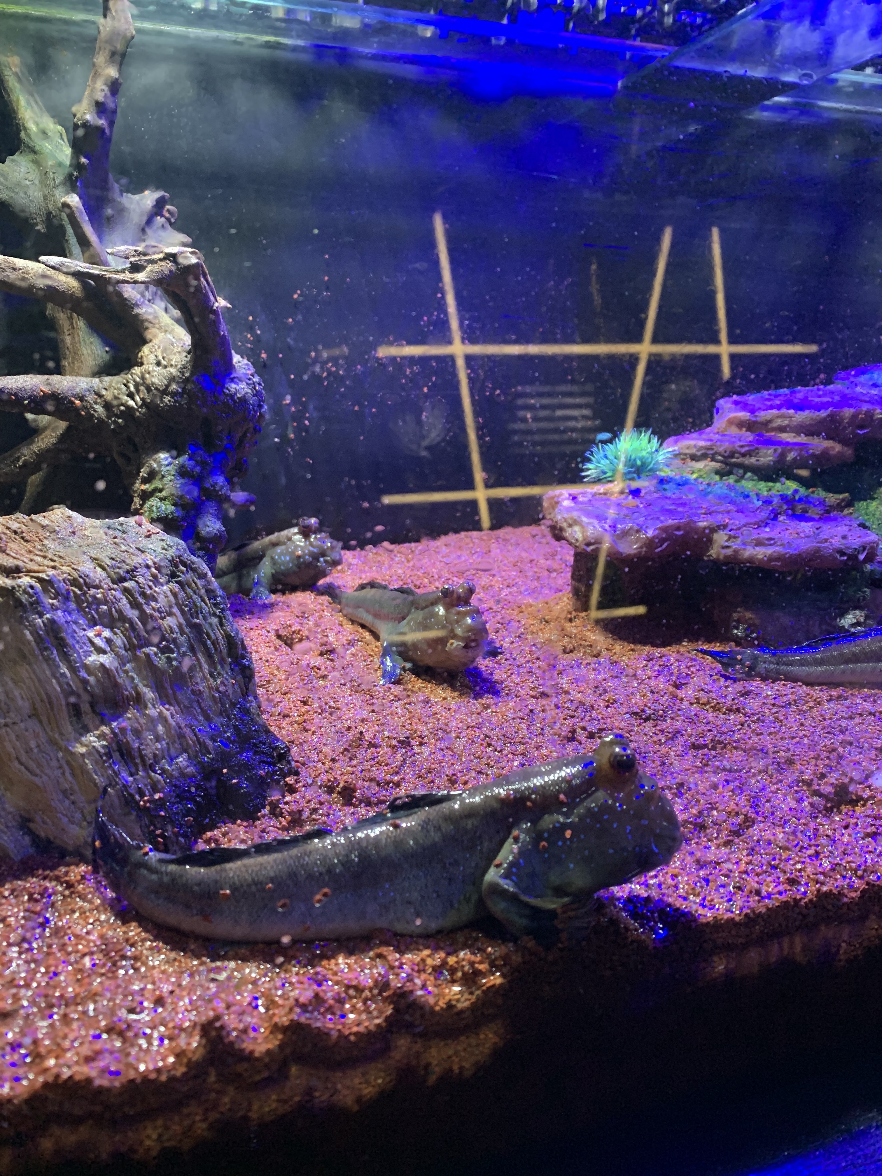 Two mudskippers in a glass tank at the AquaRio aquarium.